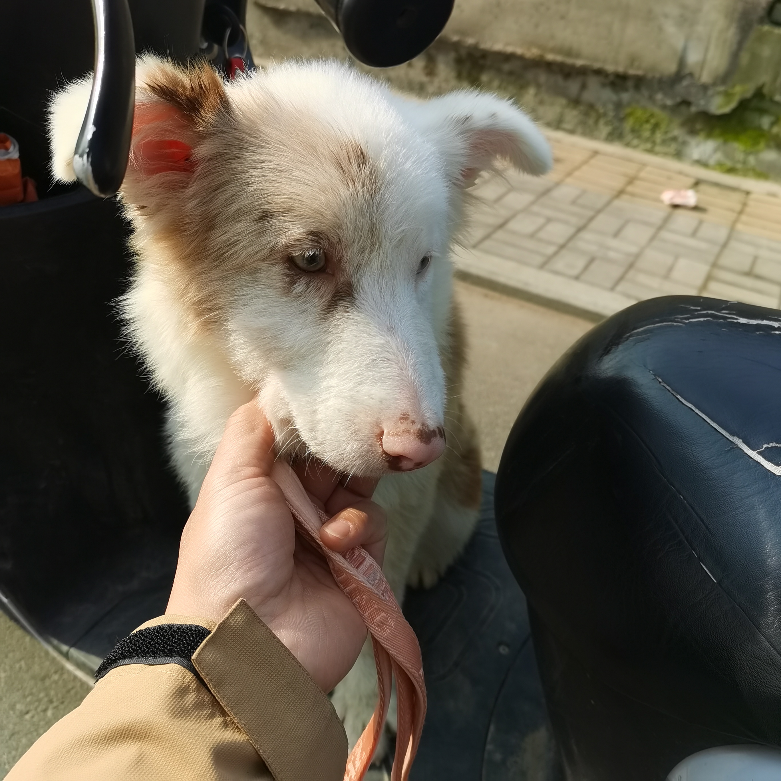 有意者联系直降300，直降300元，有疫苗本，海红陨石海盗异瞳（鸳鸯眼）